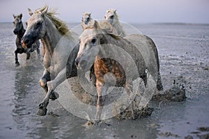 Group of white horses galloping on water at the coast of Camargue in France at dusk