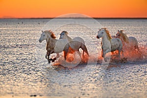 Group of white horses galloping on water at the coast of Camargue in France at sunset