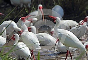 A group of white ibis in a Florida wetlands.