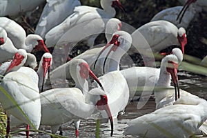 A group of white ibis in a Florida wetlands.