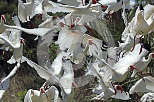 Group of white ibis taking off in Florida.