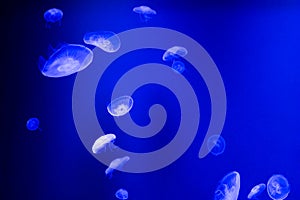 Group of jelly fish swimming in blue water