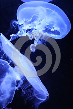 Group of white jellyfish floating underwater