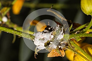 Group of mealybugs Pseudococcidae insect pest destroying flower stem photo