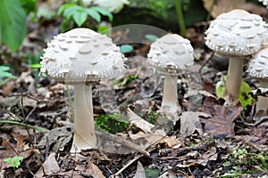 Group of white mushrooms growing in forest, potentially poisonous fungus Shaggy parasol - Chlorophyllum rhacodes, late summer, Eur