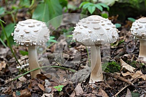 Group of white mushrooms growing in forest, potentially poisonous fungus Shaggy parasol - Chlorophyllum rhacodes, late summer, Eur