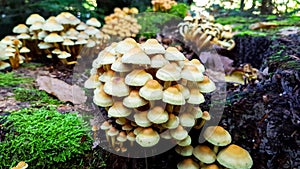 Group of white mushrooms growing on the tree stump inside the natural forest