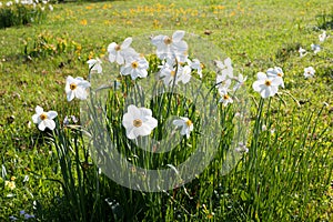 Group of white narcissus poeticus flowers in the meadow