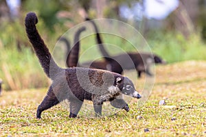 Group of white nosed coati foraging
