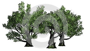 A group of White oak trees