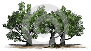 A group of White oak trees on a sand erea