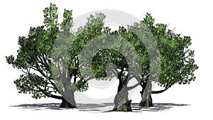 A group of White oak trees with shadow