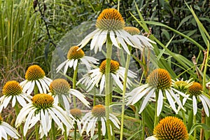 Group of white and orange flowers of Echinacea purpurea `White Swan` purple coneflower growing in garden border.