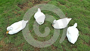 A group of white pekin or american pekin or domestic duck sitting on the grass