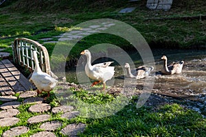 Group of white Pekin Ducks quacking Group of white Pekin Ducks quacking geese duck stock pictures