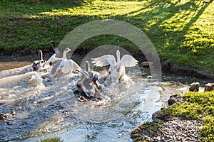 Group of white Pekin Ducks quacking Group of white Pekin Ducks quacking geese duck stock pictures