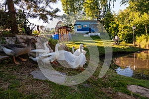 Group of white Pekin Ducks quacking Group of white Pekin Ducks quacking geese duck stock pictures