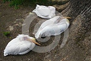 Group of the white pelicans