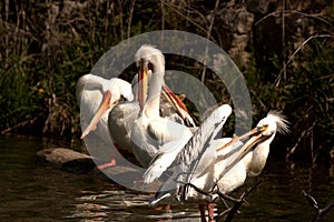 Group of White Pelicans