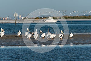 Group of White Pelicans on beach