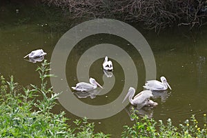 Group white pelicans birds