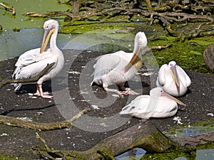 Group of white pelicans on the ground