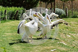Group white pelicans with large wings on the lawn in the zoo