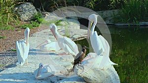 a group of white pelicans near a pond, Argentina