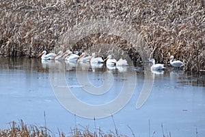 A group of white pelicans pass through Wyoming each spring