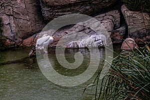 Group of White Pelicans Perched on Rocks by Water