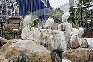 Group of White Pelicans Perched on Rocks by Water