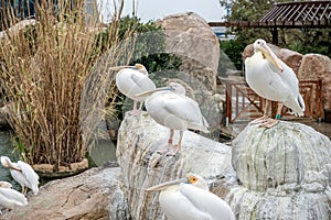 Group of White Pelicans Perched on Rocks by Water