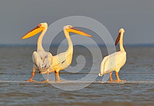 A group of a white pelicans rest on the morning sunlight