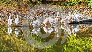 Group of white pelicans at the water