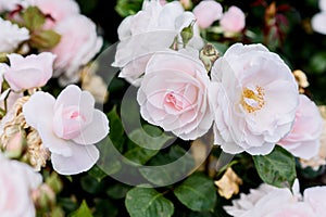 Group of white and pink rose