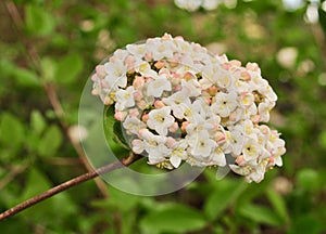 A group of white and pink viburnum flowers and green leaves