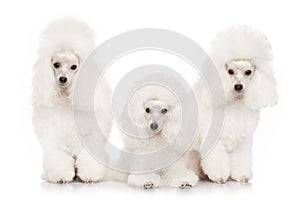 Group of white poodles
