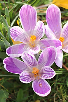 A group of white and purple crocuses