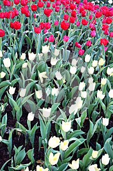 Group of white and red tulips flowers field