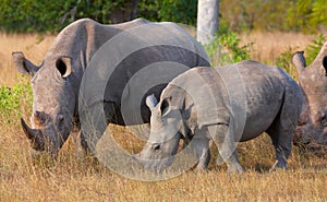 Group of white rhinoceros