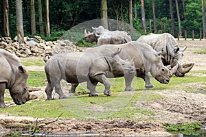 Group white rhinoceros