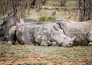 Group of White Rhinoceros (Ceratotherium Simum) in Kruger National Park