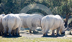 Group of white rhinoceros grazing in glade on sunny day