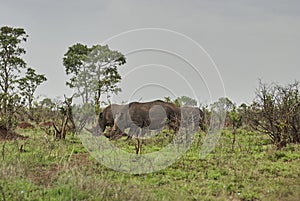 Group of white rhinoceros or square lipped rhinoceros, Ceratotherium simum