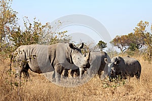 Group of White Rhinoceros together