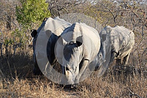 Group of white rhinos in Kruger National Park