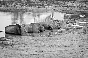 Group of White rhinos laying by the water