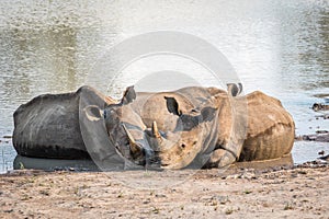 Group of White rhinos laying in the water