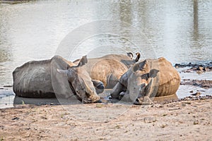 Group of White rhinos laying in the water