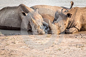 Group of White rhinos laying in the water